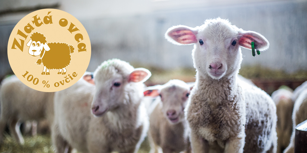 Certifikát Zlatá ovca – 100% ovčie