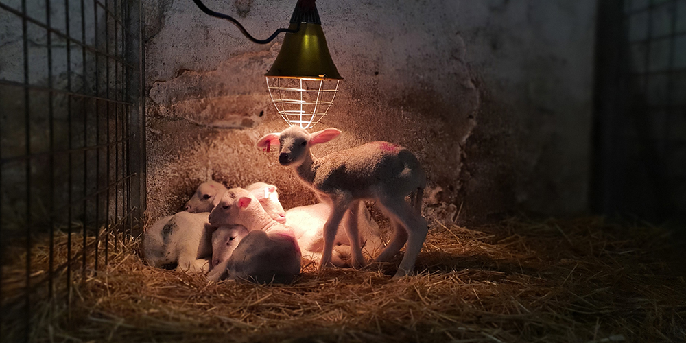 Gemerské ovečky oživujú tradičné slovenské ovčiarstvo