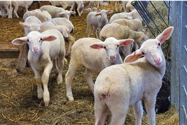Ovčiarska nedeľa - Gemerské ovečky nenašli konkurenciu v syrárskych špecialitách